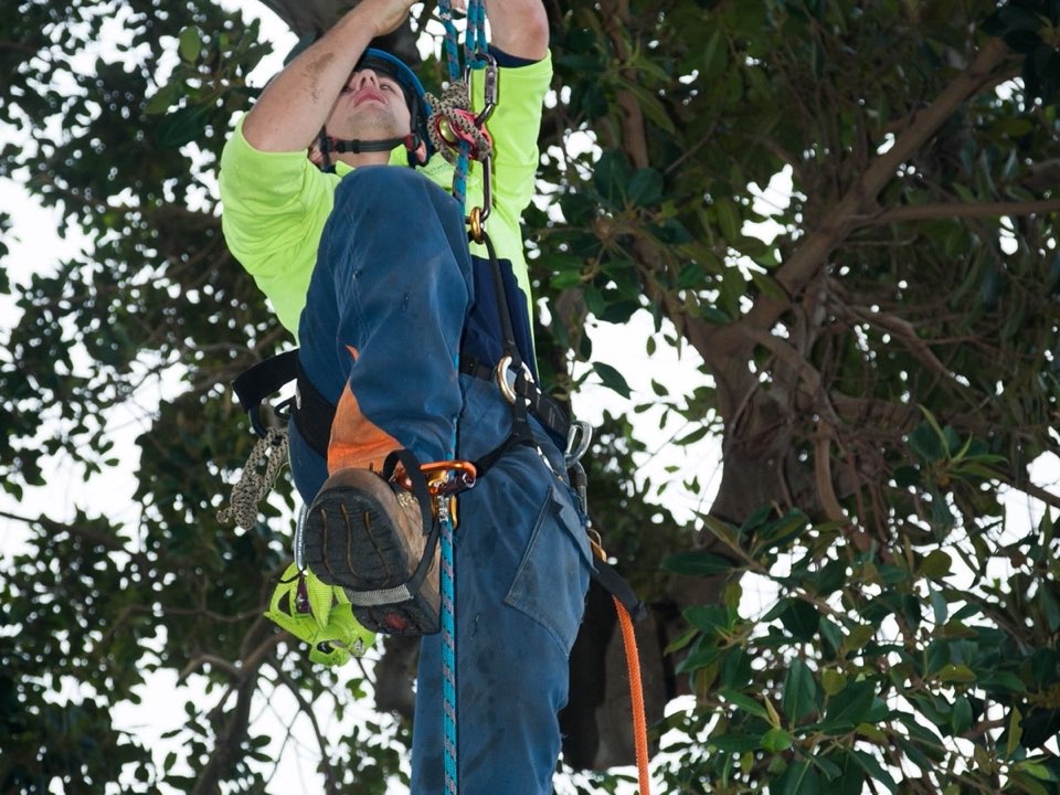 Qualified arborist working in a mature tree during a risk assessment in Highland