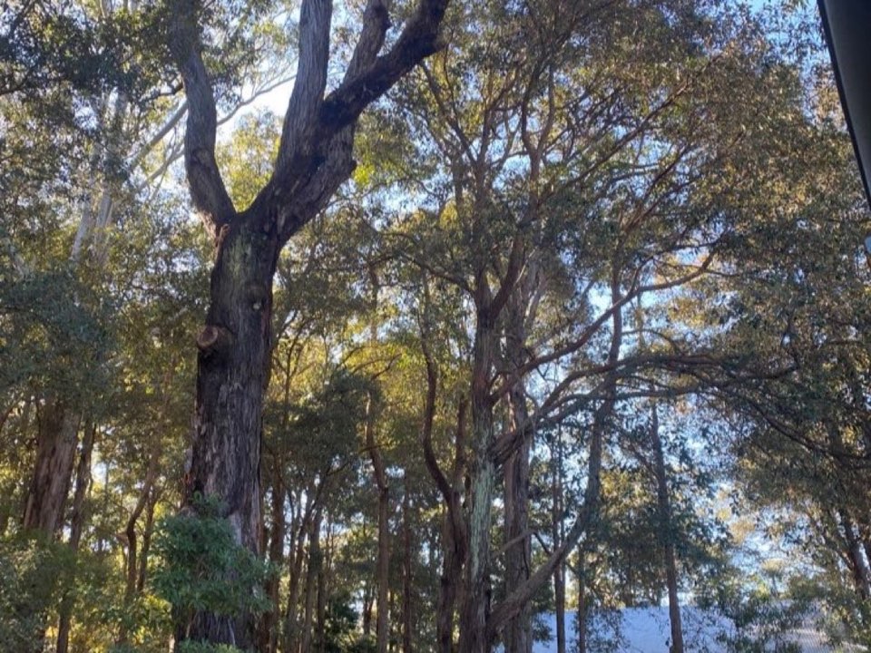 Mature trees in Highland parkland with a property visible in the background